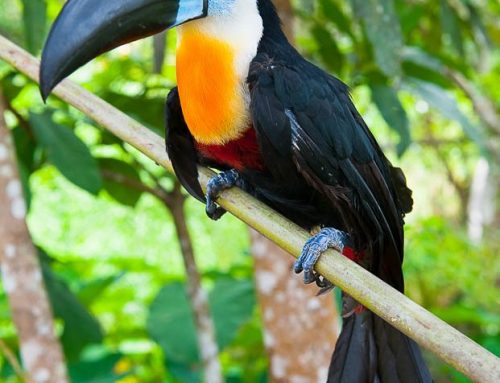 Venezuela-toucan