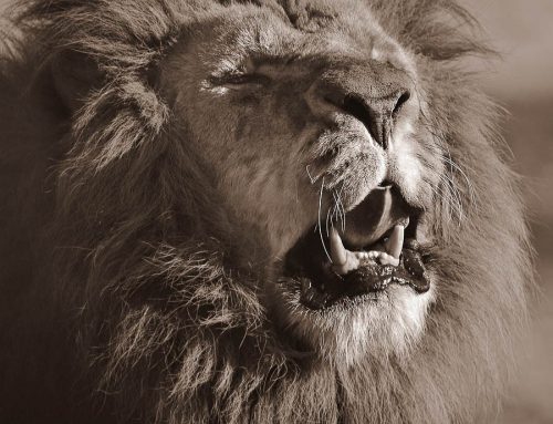 emotions animales-colere de lion