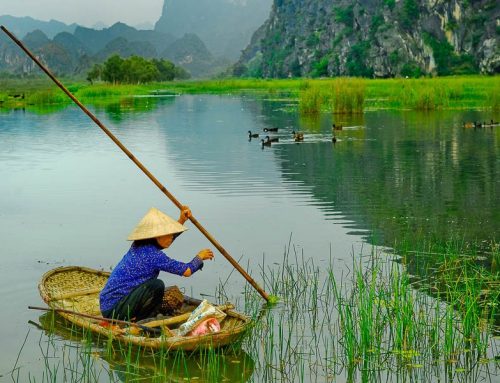 Vietnam-bergere de canards tam coc