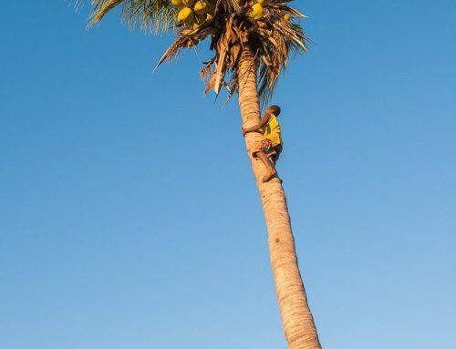 canal du mozambique-enfant montant sur palmier